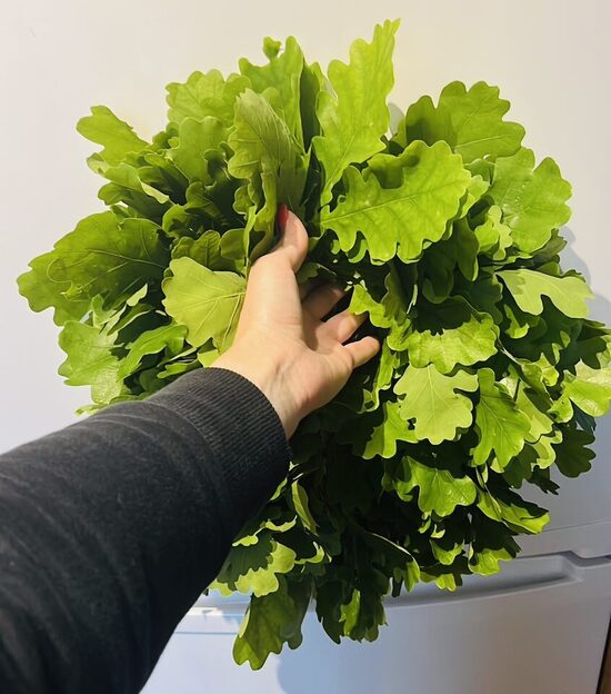 Ozollapu vainags
